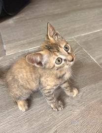 Dolcissima gattina da adottare