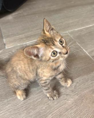 Dolcissima gattina da adottare