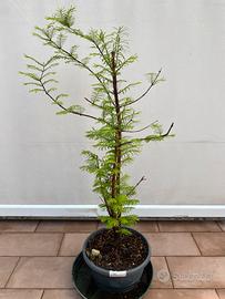 Metasequoia pre bonsai