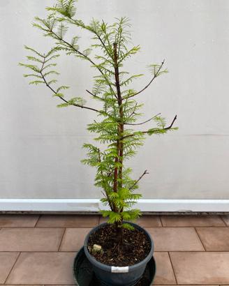 Metasequoia pre bonsai