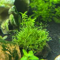 Riccia fluitans pianta acquario con omaggio