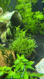 Riccia fluitans pianta acquario con omaggio