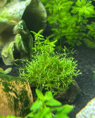 Riccia fluitans pianta acquario con omaggio