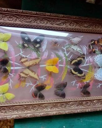 Collezione farfalle