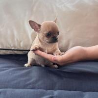 Cuccioli di chihuahua maschi femmine