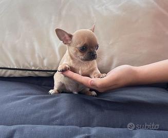 Cuccioli di chihuahua maschi femmine