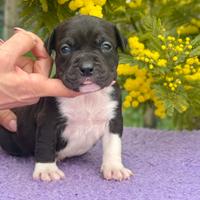 Cuccioli di Amstaff con pedigree ENCI