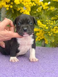 Cuccioli di Amstaff con pedigree ENCI