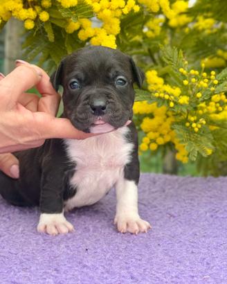Cuccioli di Amstaff con pedigree ENCI