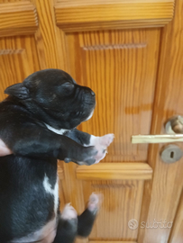 Staffordshire bull terrier