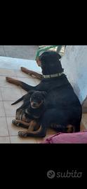 Cuccioli rottweiler