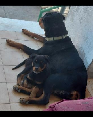 Cuccioli rottweiler