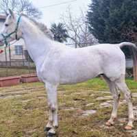 Cavallo arabo