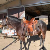 Cavallo simil quarter