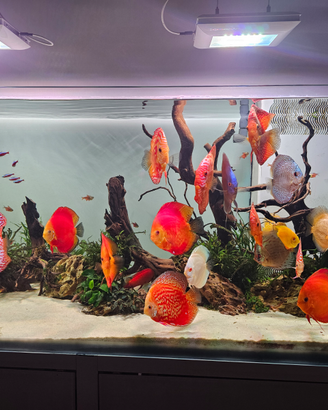 Discus Roma