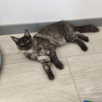 Femmina cucciolo maine coon
