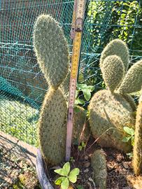 piante di opuntia scheeri 