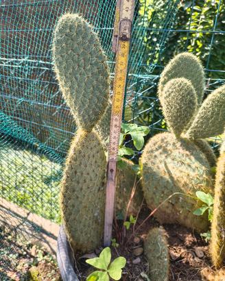 piante di opuntia scheeri 