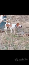 cane da caccia 