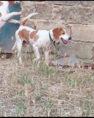 cane da caccia 