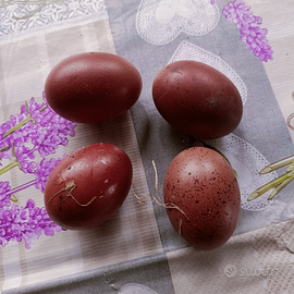 Tris galline marans