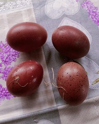 Tris galline marans