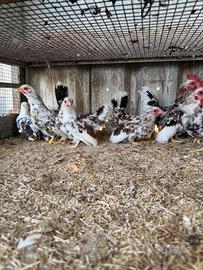 Galline