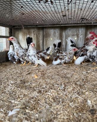 Galline
