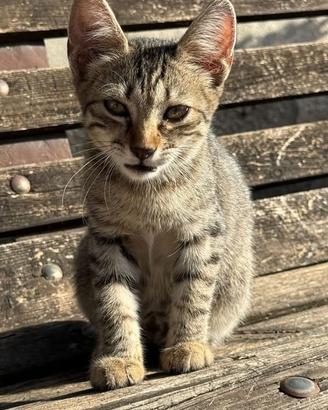Rosina gattina 3 mesi ben socializzata