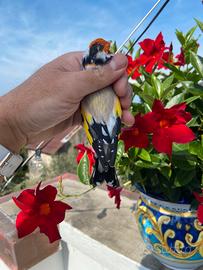 Cardellino major