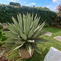 Agave americana grande 