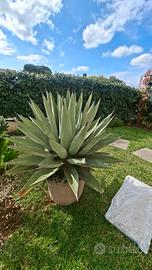 Agave americana grande 