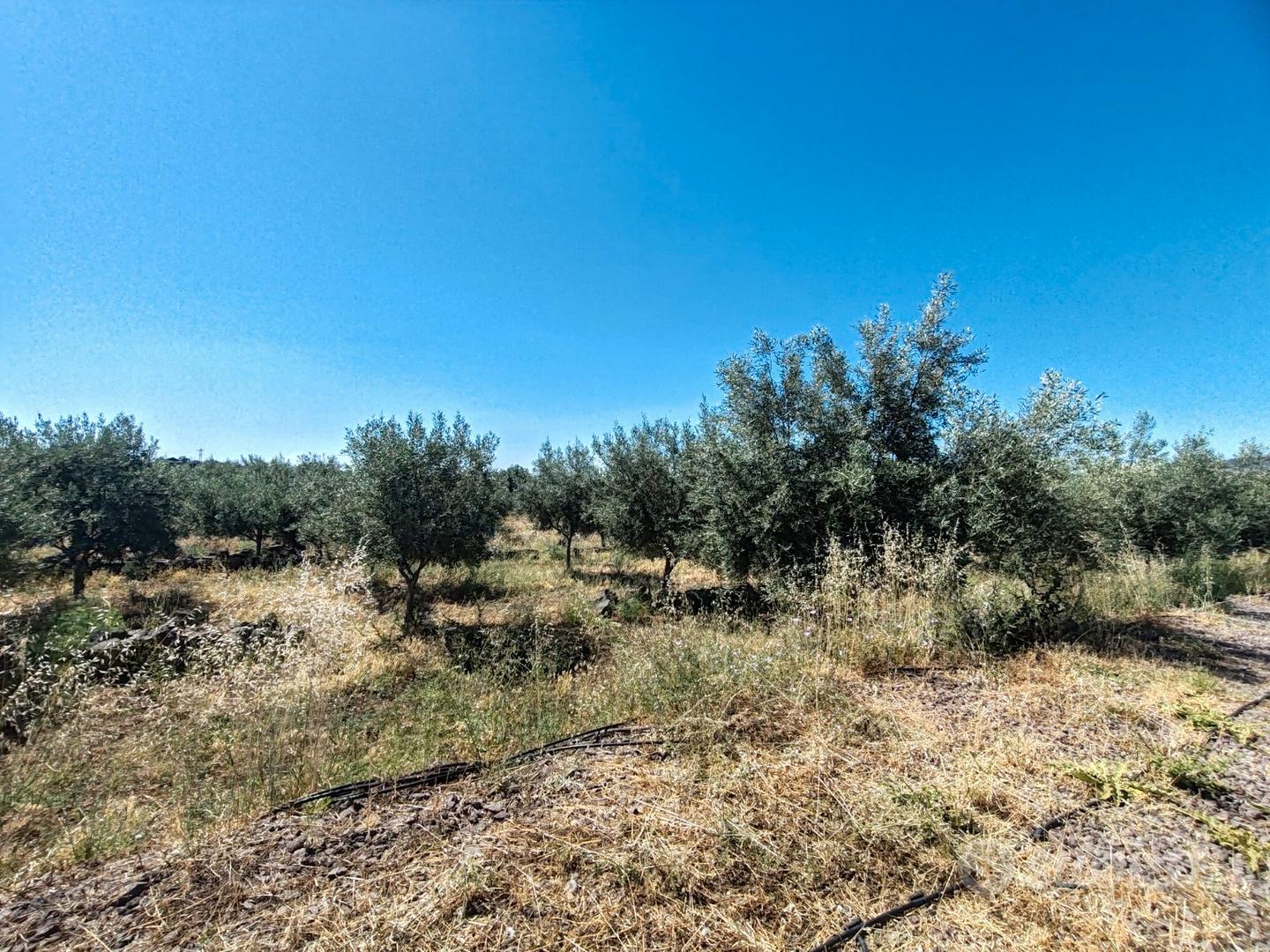 Uliveto con caseggiati - Vista 5