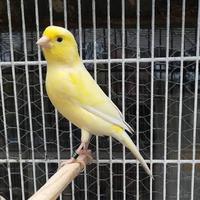 Canarini malinois 2025