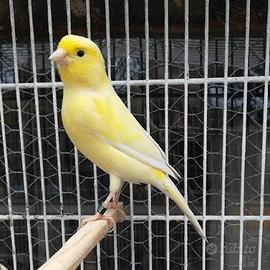 Canarini malinois 2025