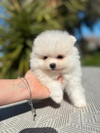 Spitz nano pomerania bianco pedigree