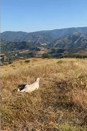 Setter maschio avviato