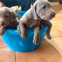 Weimaraner