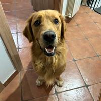 Golden Retriever per monta