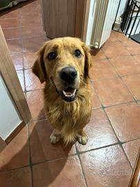 Golden Retriever per monta