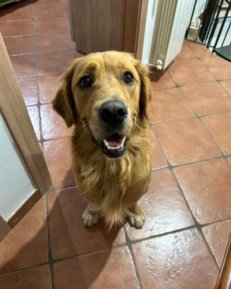 Golden Retriever per monta