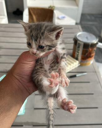 Gattini