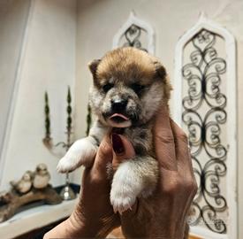 Stupenda cucciola di Shiba Inu