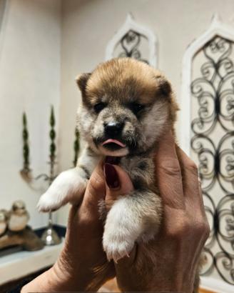 Stupenda cucciola di Shiba Inu