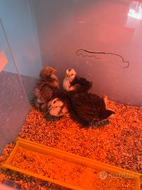 Concicina nana pulcini