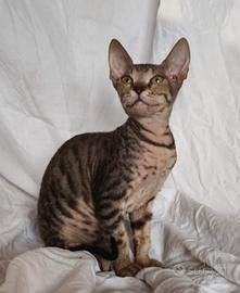 Gattino don sphynx robusto