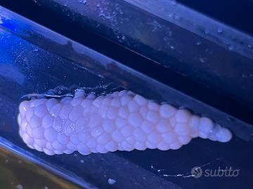 Ampullarie viola magenta e blu