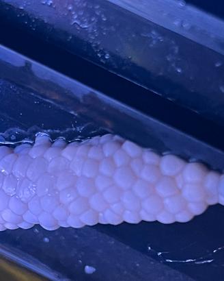 Ampullarie viola magenta e blu