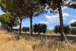 Terreno Agricolo San Severo [Cod. rif 3333384VRG]