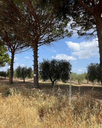 Terreno Agricolo San Severo [Cod. rif 3333384VRG]